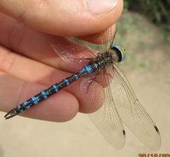 Rhionaeschna absoluta