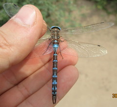 Rhionaeschna absoluta