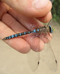 Rhionaeschna absoluta