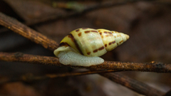 Drymaeus interpunctus