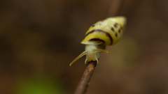 Drymaeus interpunctus