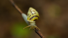 Drymaeus interpunctus