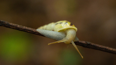 Drymaeus interpunctus