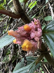 Glossoloma ichthyoderma