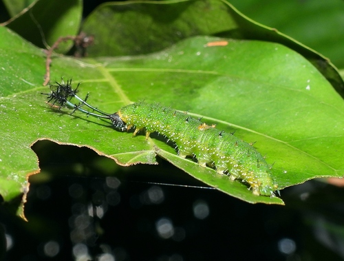 Widespread Eighty-eight