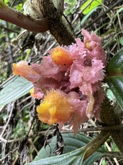 Glossoloma ichthyoderma