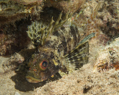 Dendrochirus barberi