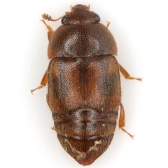 Colopterus maculatus