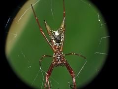 Micrathena coca