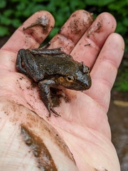 Platyplectrum fletcheri