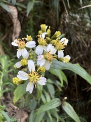 Alloispermum