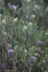 Isopogon trilobus