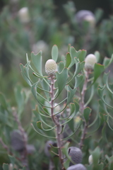 Isopogon trilobus