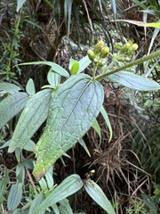 Alloispermum