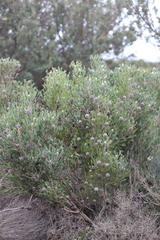 Isopogon trilobus