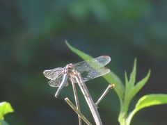 Cannaphila insularis