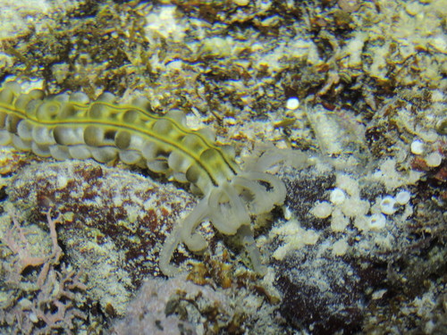 Euapta godeffroyi
