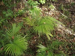 Archontophoenix alexandrae
