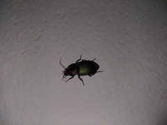 Neoaulacoryssus speciosus