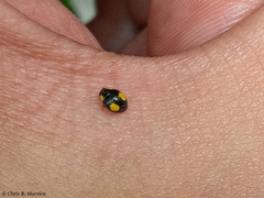 Hyperaspis esmeraldas