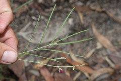 Tephrosia leptoclada