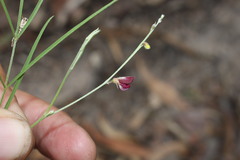 Tephrosia leptoclada