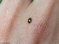 Hyperaspis esmeraldas