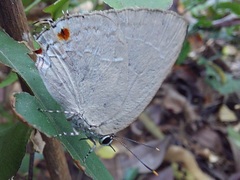 Strephonota ambrax