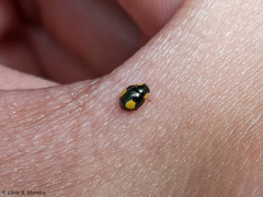 Hyperaspis esmeraldas