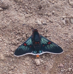 Amenis pionia