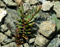 Pimelea suteri
