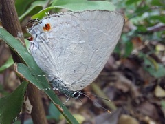 Strephonota ambrax