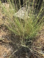 Pseudoroegneria spicata