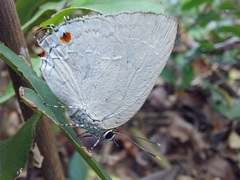 Strephonota ambrax