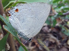 Strephonota ambrax