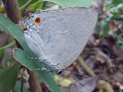 Strephonota ambrax