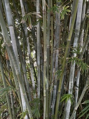 Bambusa chungii