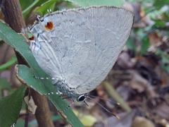 Strephonota ambrax
