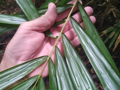 Calamus australis
