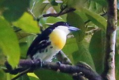 Capito maculicoronatus