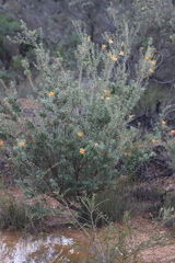 Lambertia inermis inermis