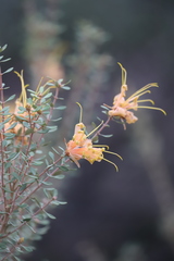Lambertia inermis inermis