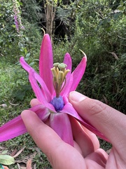 Passiflora longipes