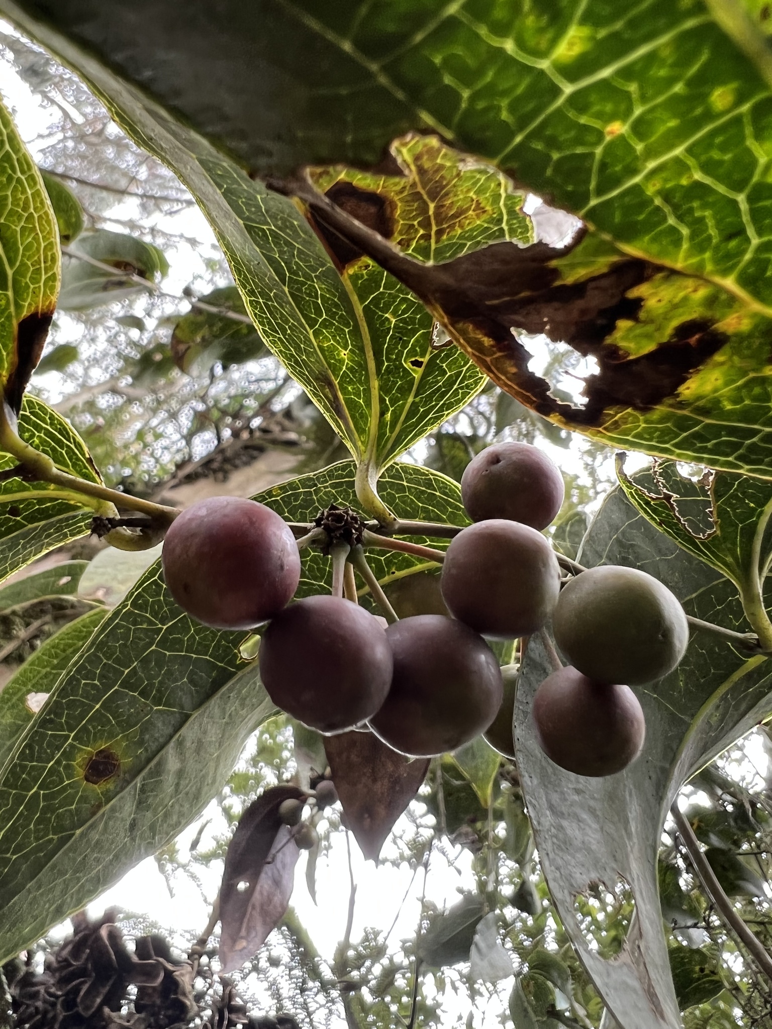 Smilax domingensis