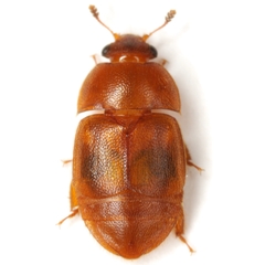 Colopterus maculatus