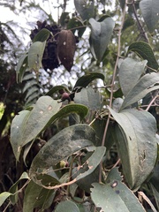 Smilax domingensis