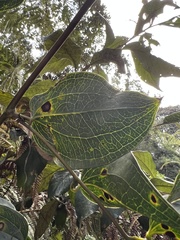 Smilax domingensis