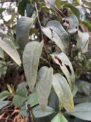 Smilax domingensis