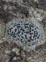 Porpidia speirea