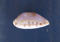 Talostolida pellucens